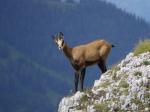 Chamois