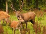  Carpathian Deer