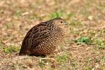 Quail