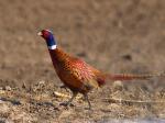 Pheasant