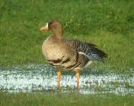 White Fronted Goose